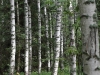Лисичковый лес