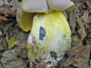 boletus_radicans_uia_20070824