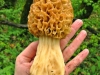 morchella_esculenta_2_uia_20070510