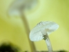 mushroom-bug