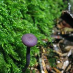 Лаковица аметистовая, Laccaria amethystina, фиолетовый гриб,