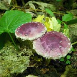 Чешуйчатка многоцветная Pholiota polychroa, Редкий гриб,