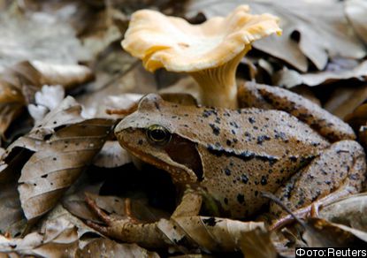 A wood frog rests beside a chanterelle mushroom in the forest at Medvednica mountain overlooking Zagreb