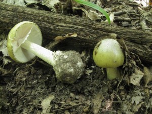 Amanita phalloides