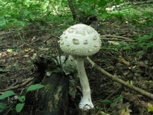 Chlorophyllum rachodes