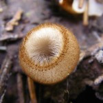 Гумария полушаровидная Humaria hemisphaerica, гриб, малознакомый гриб, редкий гриб, сумчатый гриб
