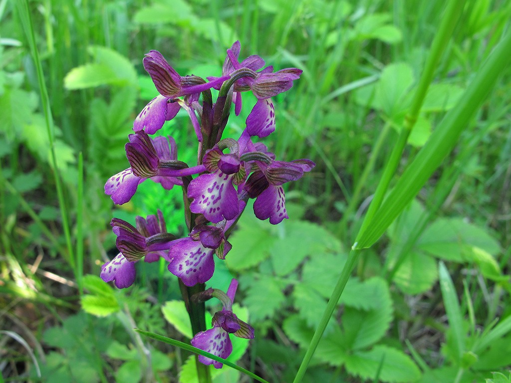 Orchis_picta