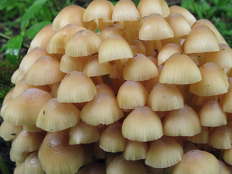 mycena_renatii