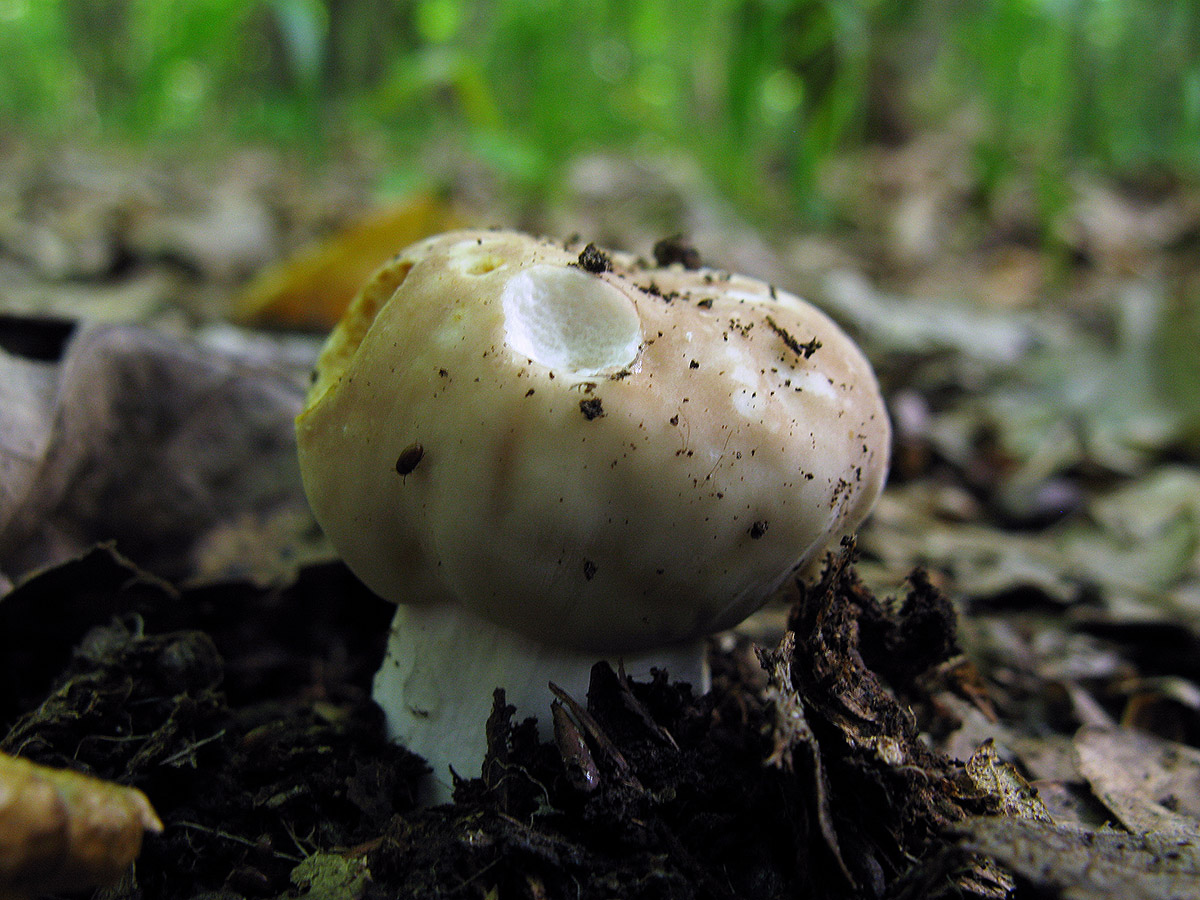 Несъедобные грибы Ставропольского края