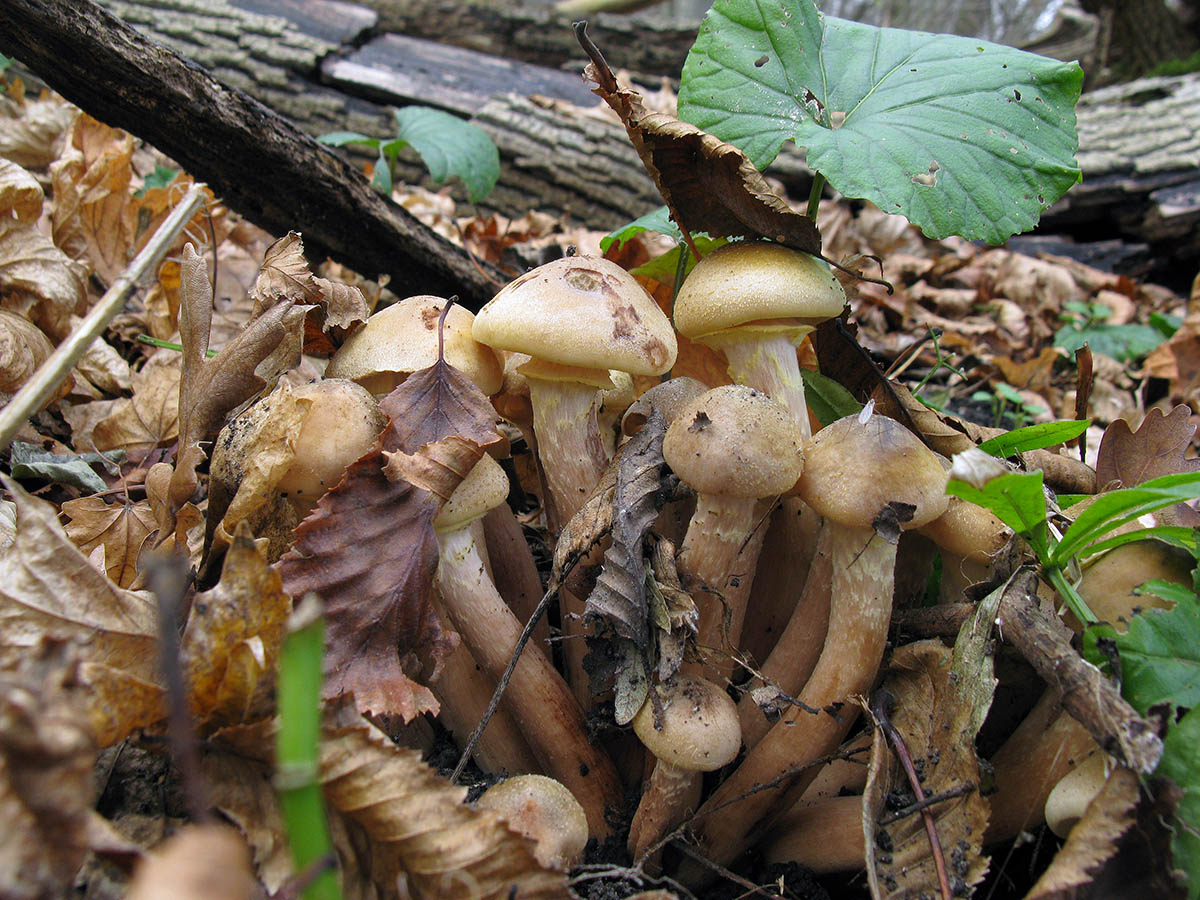 Съедобные грибы Краснодарского края