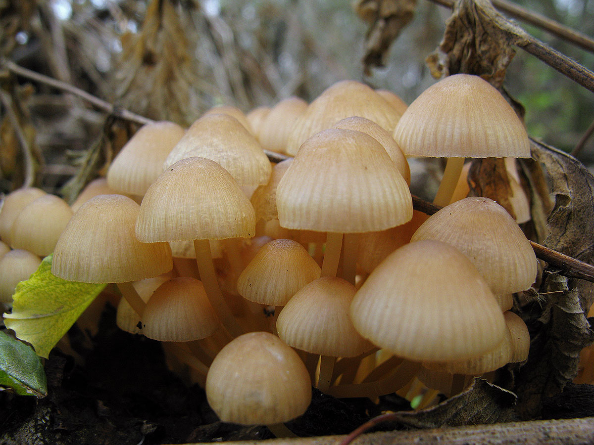 Ноябрь декабрь грибы Ставрополь