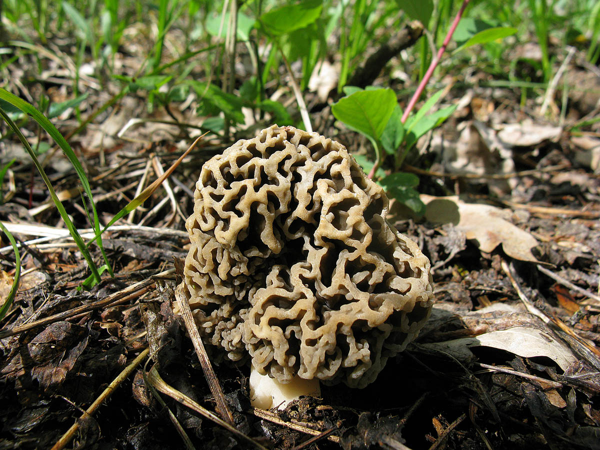 Сморчки грибы белые
