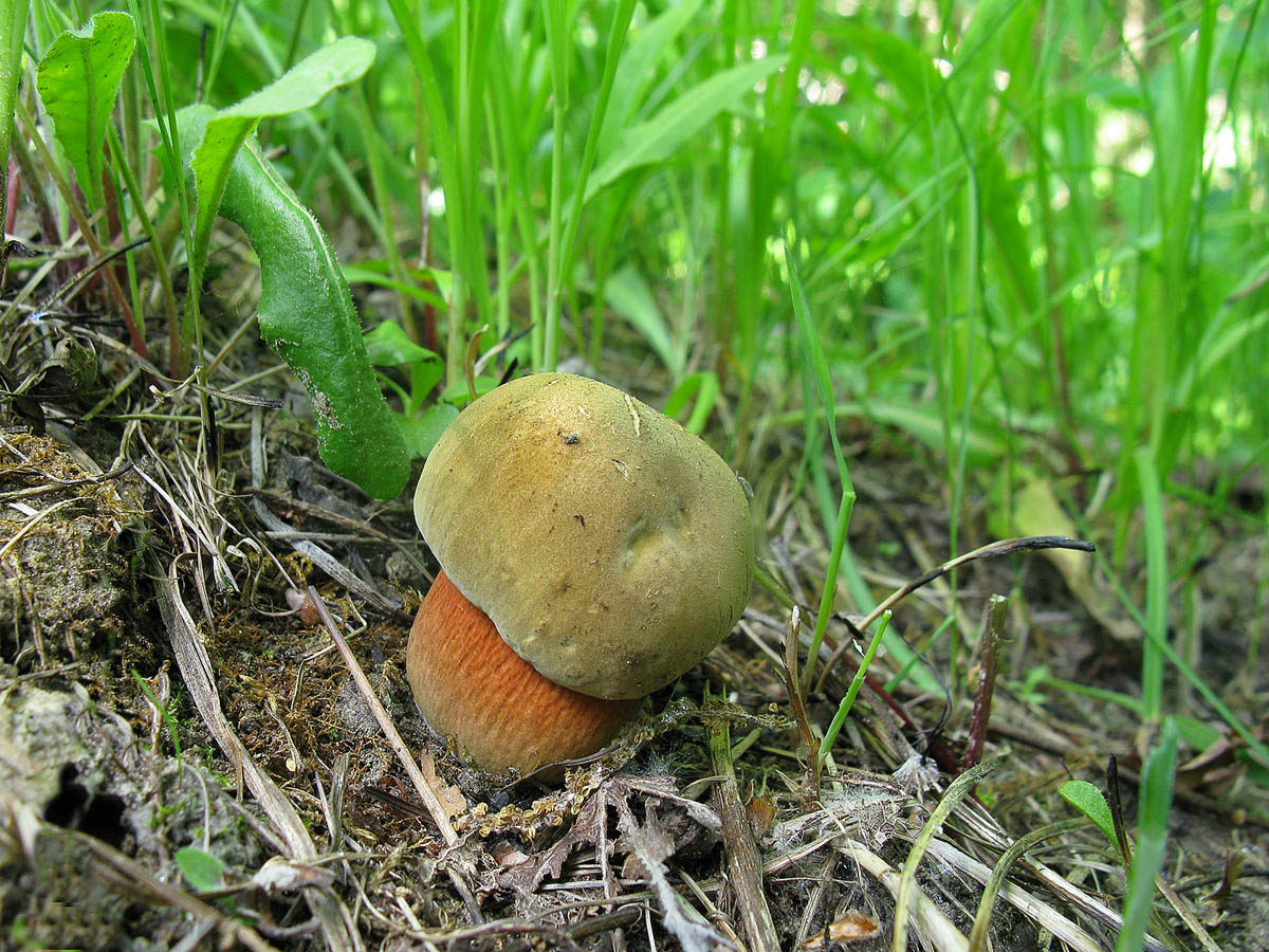 Южные грибы Ставрополья