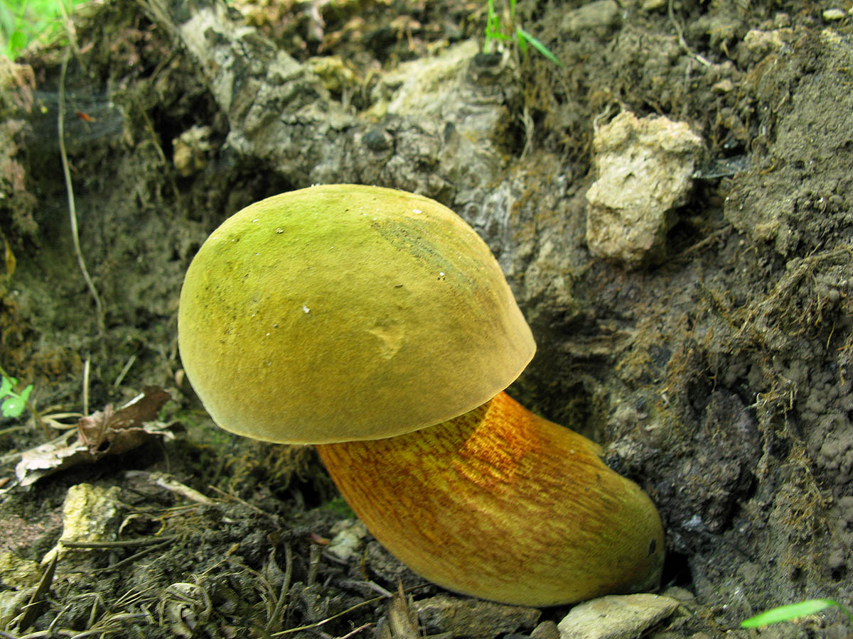 Съедобные грибы Ставропольского края