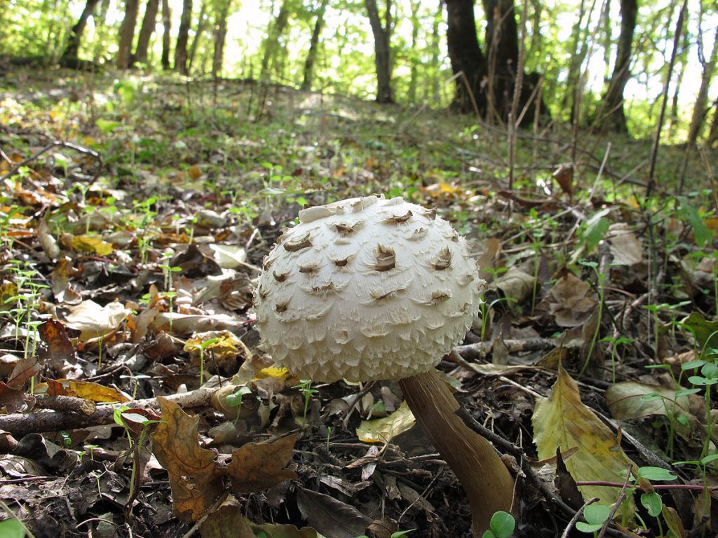 %D0%97%D0%BE%D0%BD%D1%82%D0%B8%D0%BA-%D0