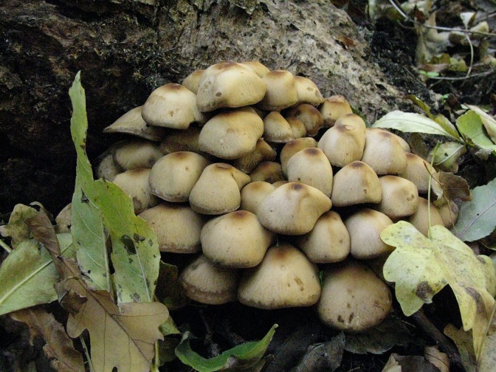 %D0%9F%D1%81%D0%B0%D1%82%D0%B8%D1%80%D0%