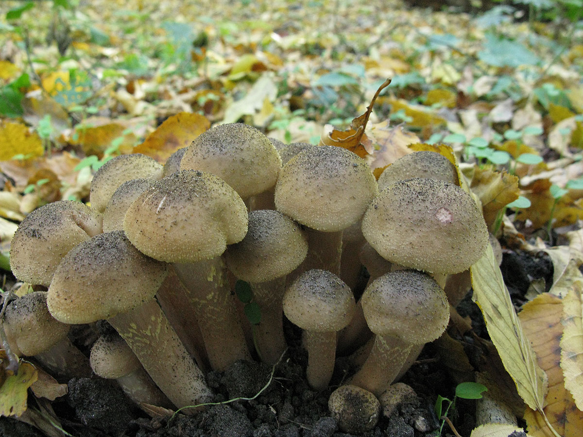 Осенние грибы19