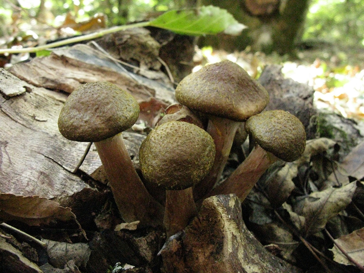 маховик гриб фото съедобный и ядовитый