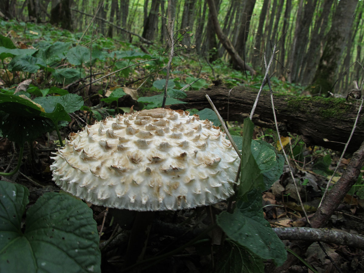 Ядовитые грибы Ставрополья