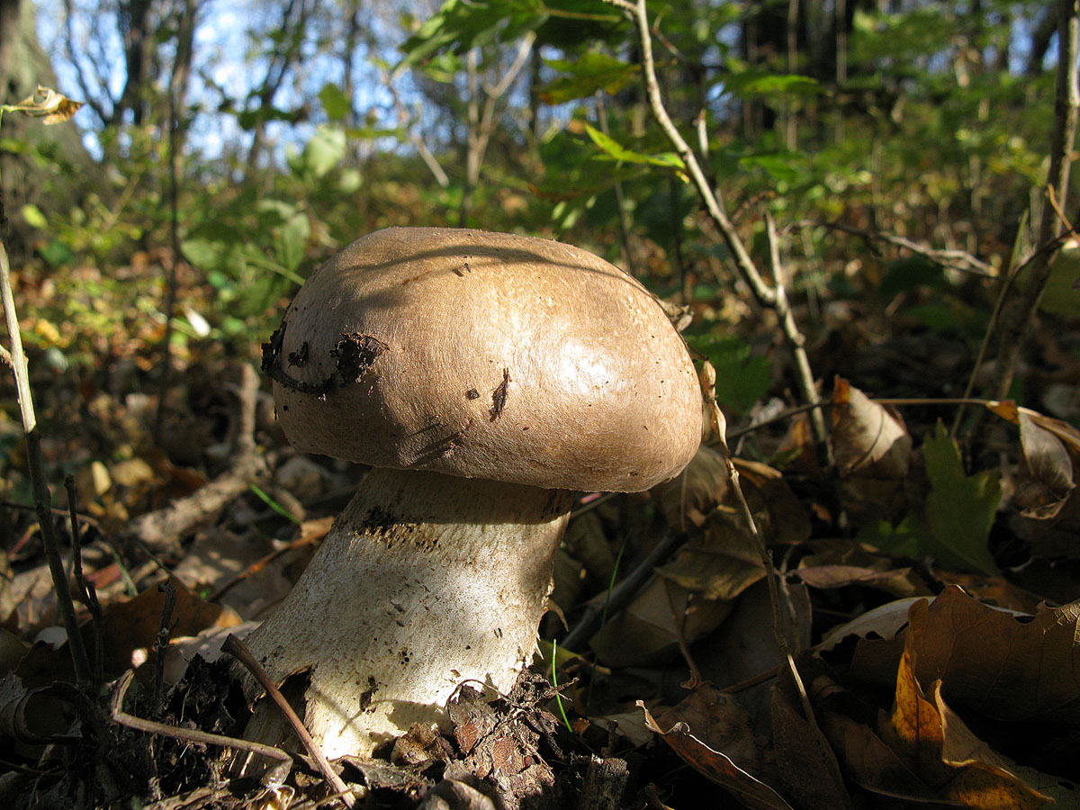 Сатанинский гриб в Ставропольском крае