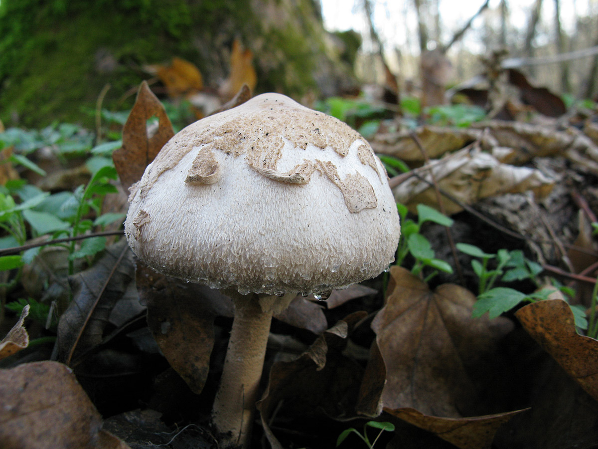 съедобные грибы кбр фото с надписью