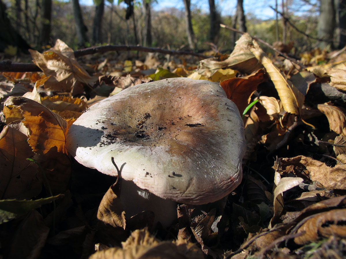 Съедобные грибы Ставропольского края