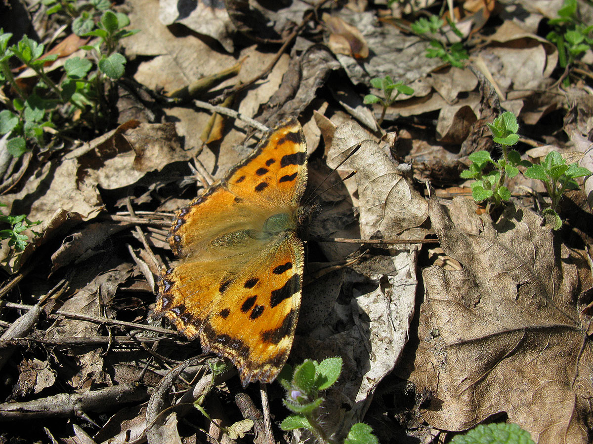 Бабочка Nymphalis polychloros