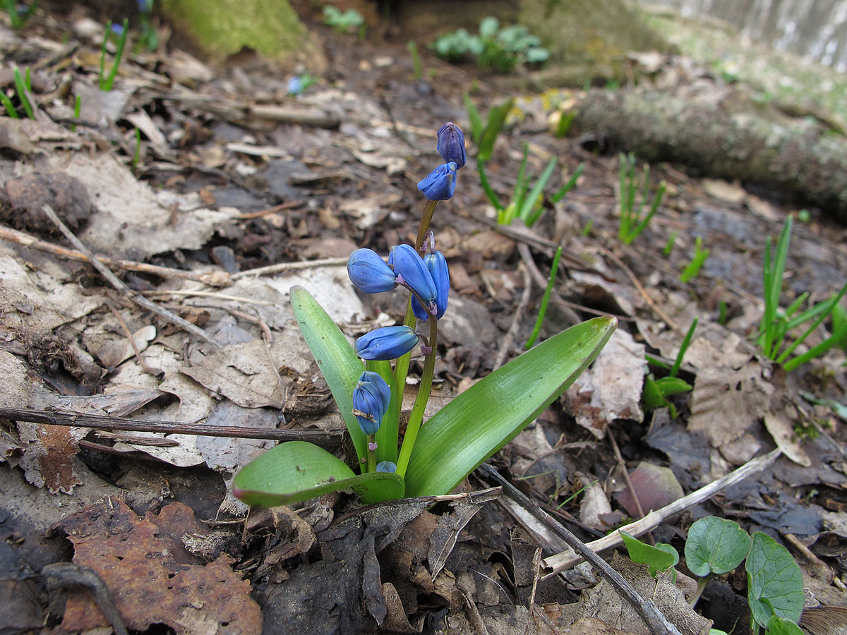 Пролеска Сибирская Scilla Siberica