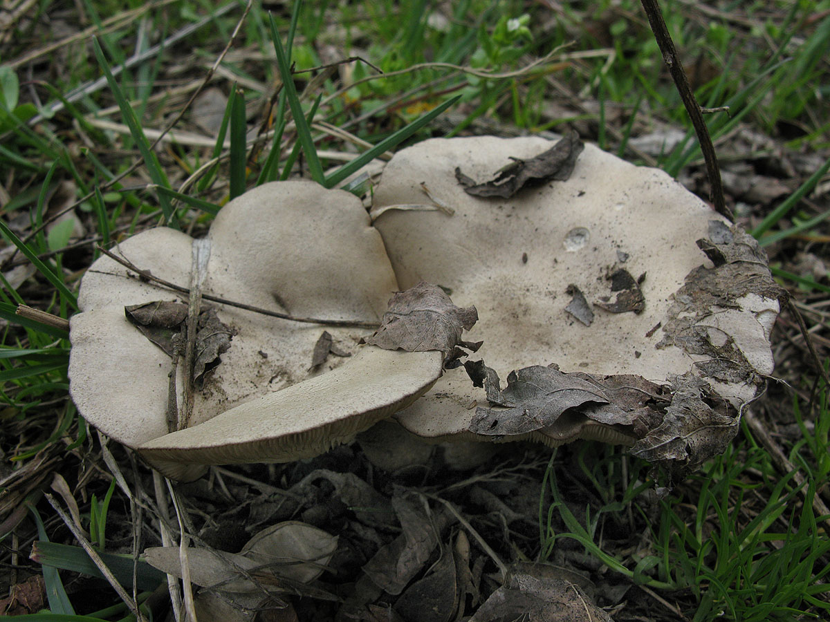 Степные грибы Ставропольского края