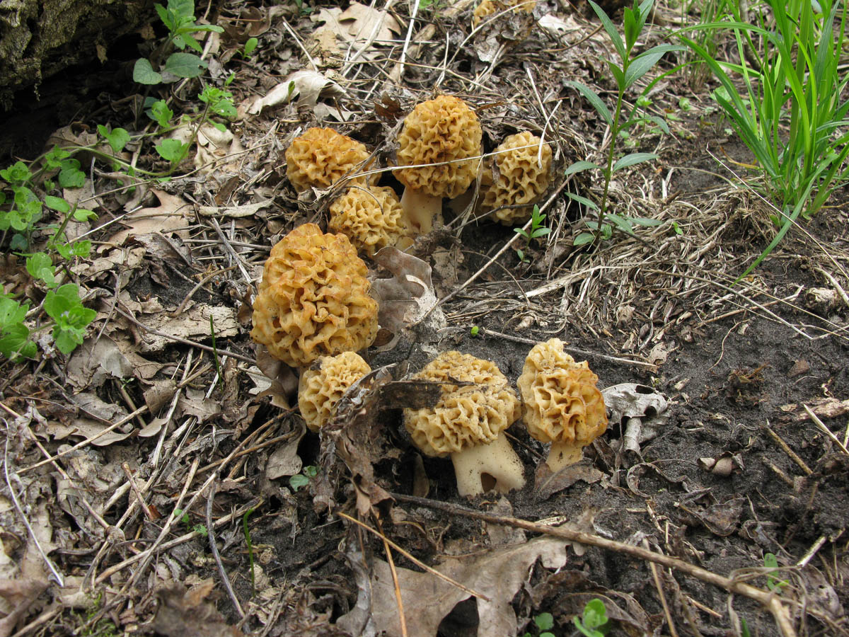 Лисички сморчки грибы