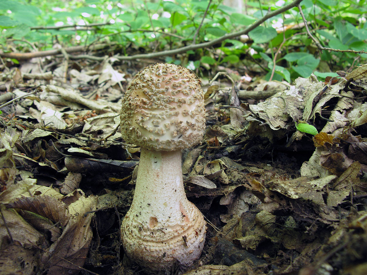 Ядовитые грибы Ставропольского края