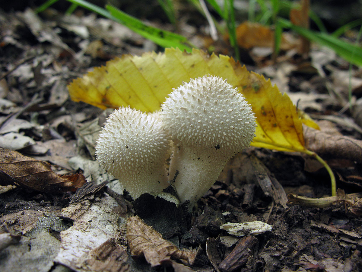 Несъедобные грибы Ставропольского края