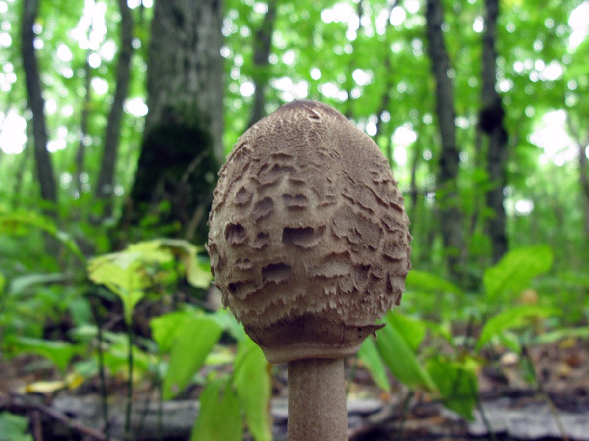 зонтик пестрый гриб съедобный и ядовитый фото