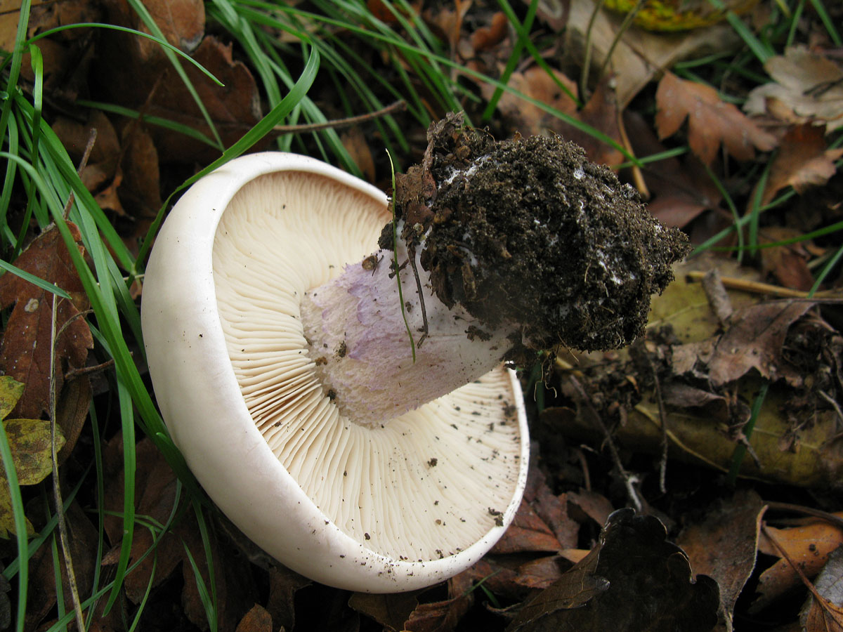 Степные грибы Ставропольского края