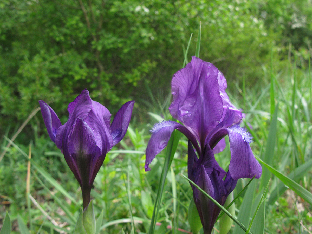 Iris aphylla