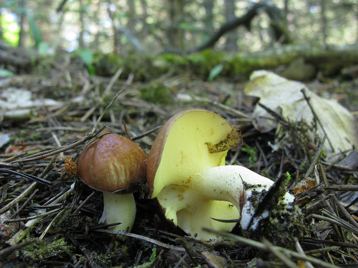 Маслёнок рубиновый (Suillus rubinus)